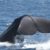 Excursión marítima ballenas y delfines. Irconniños.com