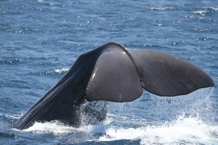 Excursión marítima ballenas y delfines. Irconniños.com