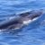 Excursión marítima Orcas. Irconniños.com