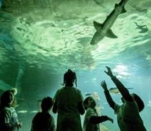 Taquilla Online Museo Marítimo del Cantábrico. Irconniños.com