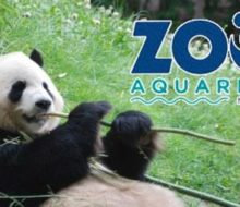 Taquilla Online Zoo Aquarium Madrid. Irconniños.com