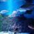 Acuario de Sevilla. Irconniños.com