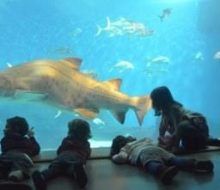 Acuario de Sevilla. Irconniños.com