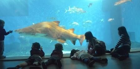 Acuario de Sevilla. Irconniños.com