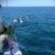Islas del Algarve Portugués en velero - 7 días. Irconniños.com