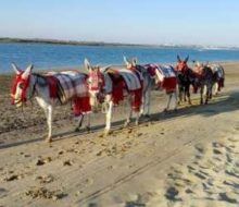 Ruta guiada en burro por la playa. Irconniños.com