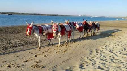 Ruta guiada en burro por la playa. Irconniños.com