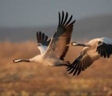 Birdwatching. Irconniños.com