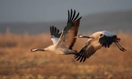 Birdwatching. Irconniños.com