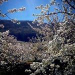 Valle del Jerte con niños. Descubre Extremadura en familia