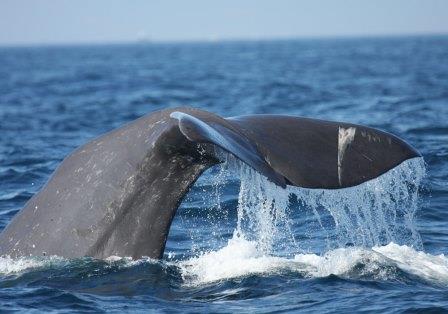 Navegar con ballenas y delfines. Irconniños.com