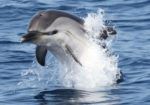 Delfines y Piratas: La bahía de Algeciras. Irconniños.com