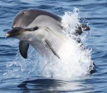 Delfines y Piratas: La bahía de Algeciras. Irconniños.com