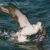 Delfines y Piratas: La bahía de Algeciras. Irconniños.com