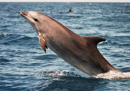 Navegar con ballenas y delfines. Irconniños.com