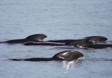 Navegar con ballenas y delfines. Irconniños.com